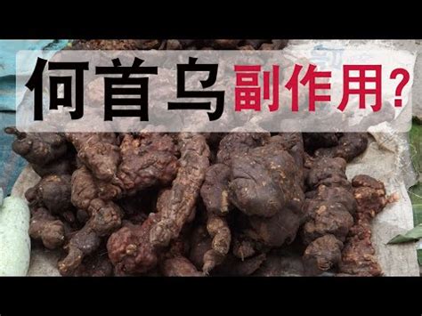 何首烏是什麼|何首烏 的功效與作用有哪些？完整解析！